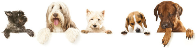 Fünf Hunde gucken Niedlich