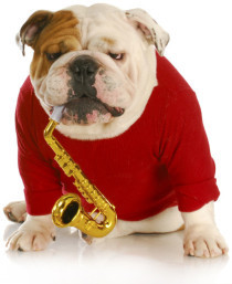 Bulldogge mit Saxophon
