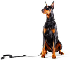 Dobermann an Leine