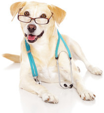 Labrador mit Brille